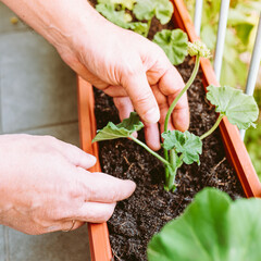 hands male gardener cultivate geranium plant in balcony box