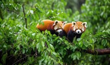 Red Panda In Tree HD 8K Wallpaper Stock Photography Photo Image