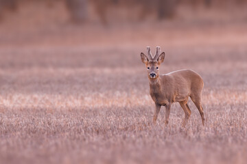 deer in the woods