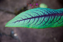 Leaf Of Chicory Plant In The Garden. Selective Focus.
