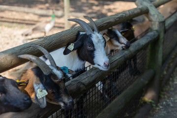 Billy goats at grants farm in st louis mo