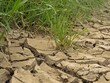 Terre  craquelée à cause de la sécheresse.