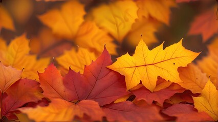 Wall Mural - Autumn background from colorful leaves close-up.