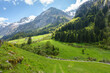 Grüne Berglandschaft in den Alpen des Zillertals in Tirol Österreich