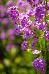 Wall Mural - flower bed with purple vervain flowers