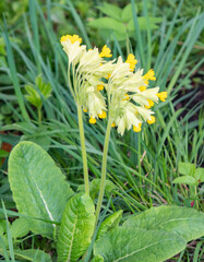 Poster - spring primrose