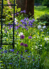 Wall Mural - Nature takeover: stunning purple allium flowers reflect the sun amidst white cow parsley and other meadow flowers outside the historical walled garden at Eastcote House Gardens, Eastcote Hillingdon UK