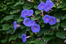 Ipomoea Purpurea, The Common Morning Glory, Tall Morning-glory, Or Purple Morning Glory, Is A Vine Plant Species In The Genus Ipomoea