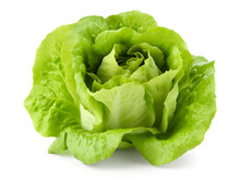 Fresh Lettuce Isolated On White And Transparent Background, Png