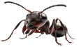 Macro close up of an ant isolated on a white background as transparent PNG, generative AI animal