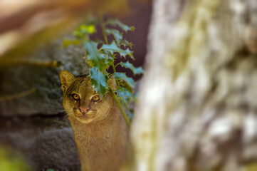 Wall Mural - Portrait of little jaguarundi in free nature. 