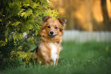 Wall Mural - red mixed breed dog sitting on grass in summer