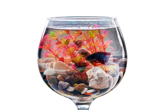 Fish swims in the original fish tank, isolated on a white background. Aquarium in the form of wine glass. Fishbowl with water on a thin leg with a stands on the table.