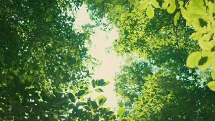 Wall Mural - Sun shining through bright green tree leaves in forest, Spring and summer, Young green spring tree background.