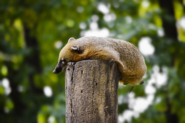 Wall Mural - Adorable sleeping Brown nosed coati. Nasua nasua.