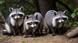 Raccoon family in the wild