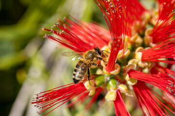 Poster - Abeille butinant un callistemon