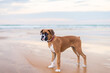 boxer dog puppy on the beach at sunset