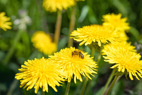 Wall Mural - glade of blooming yellow dandelions, a bee on a flower
