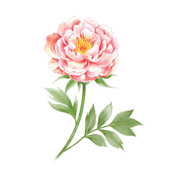 Wall Mural - Peony flower vector. Watercolor pink peonies and leaves on white background. Beautiful floral element.