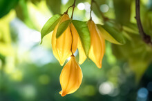 Exotic Star Fruit ( Carambola ) Hanging On A Tree, Plantation In Sunset Light. 
