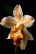 Fragrant White Orange Cattleya orchid flowers bloom against a dark background. Generative AI.