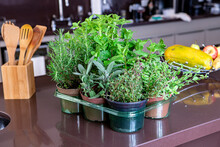 Variety Of Aromatic Culinary Herbs In Vases Over The Sink In A Modern Kitchen