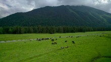 Beautiful Aerial View Of A Pasture With Animals In A Mountain Valley. Landscape And Nature Of The North Caucasus