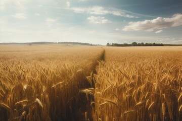 Wall Mural - Wheat fields with tall golden stalks, Generative ai