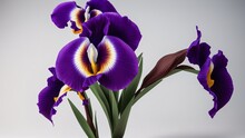 An Artful Depiction Of A Beautifully Crafted And Sublime Purple Iris