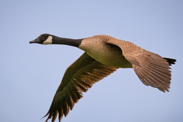 a majesticn canada goose (branta canadensis) soars across the sky. raleigh, north carolina.