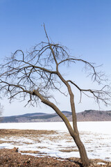 Wall Mural - Alone tree by the frozen lake in winter.