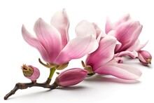 Pink Spring Magnolia Flowers Branch Isolated On White - Generative Ai