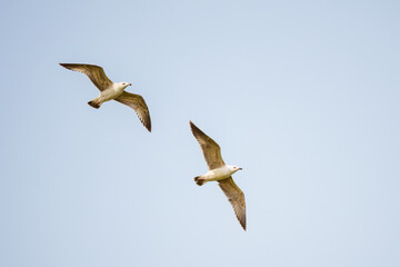 Canvas Print - seagull flying in the sky