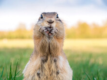 The Prairie Dog Is Standing On Its Hind Legs And Looking At A Camera. Close-up, Portrait Of A Rodent