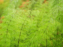 Green Equisetum Plants In A Wetland
