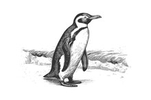 Penguinhand Drawn Portrait. Vector Illustration Desing.