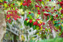 Red Bright Iron Holly Fruit On The Tree