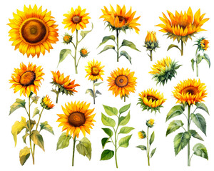 Wall Mural - Watercolor Sunflower set isolated on white background. PNG transparent background. AI Generative.