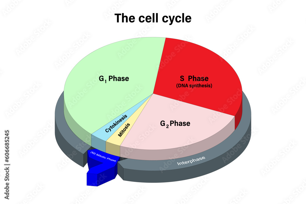 The cell cycle. Mitosis And Interphase Cycle. A dividing cell. G1, S, G2, Cytokinesis and Mitosis.