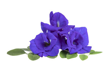 Canvas Print - Butterfly pea flowers with green leaves on  transparent png