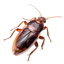 Cockroach On A Transparant Background, PNG, Generative Ai