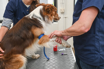 Poster - animaux compagnies chien Border Collie santé veterinaire prise de sang