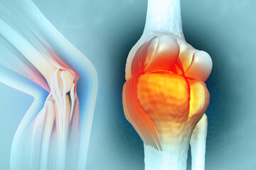 Anatomy of human knee. 3d illustration