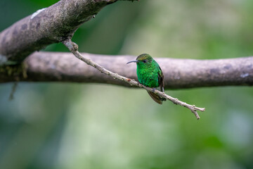 Wall Mural - green hummingbird sitting on a branch in the Costa Rican rainforest