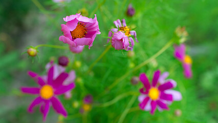 Wall Mural - Colorful flowers Cosmos in the park. Selective focus on a beautiful bush of blooming flowers and green leaves under sunlight in summer.