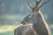 Close up of red deer horned male in the beautiful foggy forest in autumn season