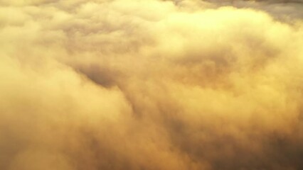 Wall Mural - Aerial view of spring green forest early in the morning. Flying over forest during sunrise