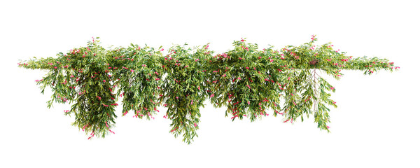 Fototapete - Group of Grevillea Poorinda creeper plant, isolated on white background. 3D render.