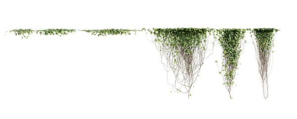 Fototapete - Set of Hedera Canariensis creeper plant, isolated on transparent background. 3D render.